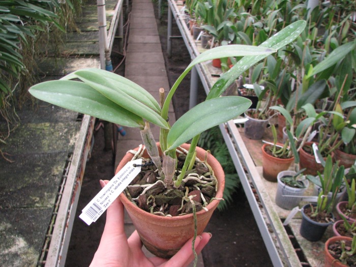 Cattleya bowringiana 'Da. Estelinha de Novaes' x Cattleya labiata integra orlata 'Zas-1'.JPG