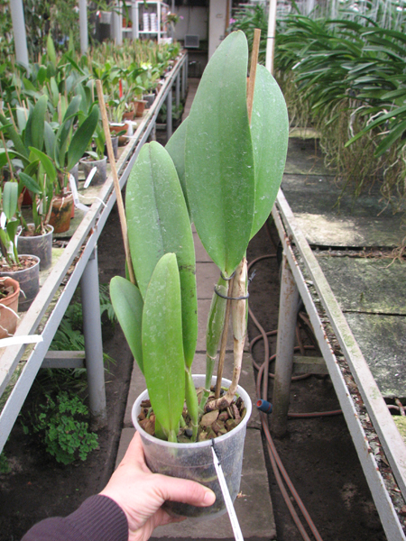 Brassolaeliocattleya Fort Watson 'Mendenhall'.jpg