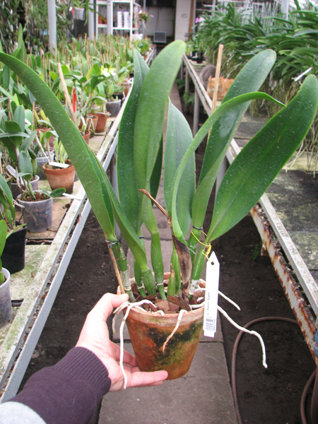 Cattleya Petch Siam.jpg