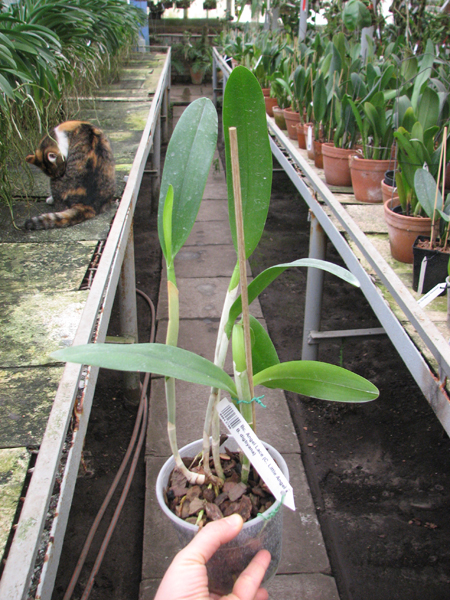 Brassocattleya Angel Lace (Cattleya Little Angel x Brassavola digbyana).jpg