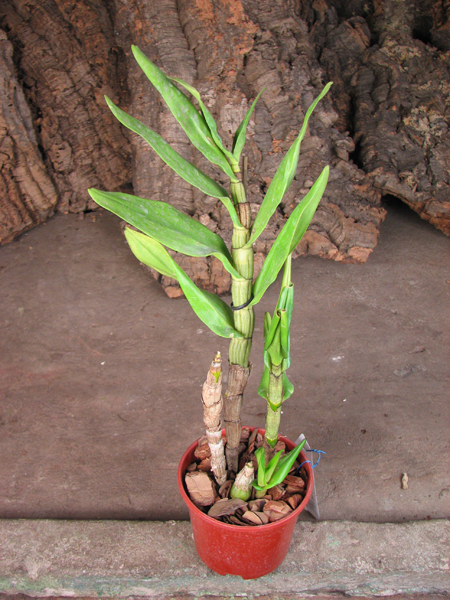Dendrobium formosum.jpg