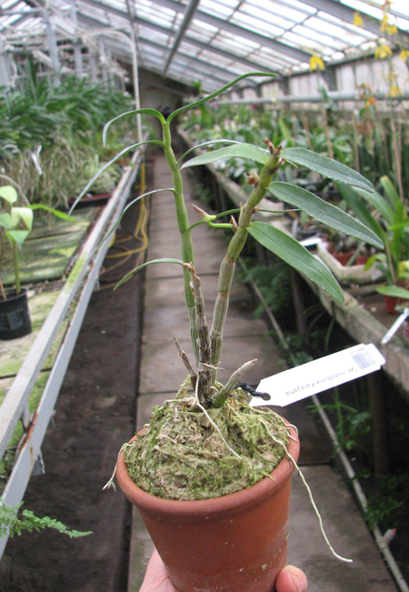 Dendrobium moniliforme Kanayama.jpg
