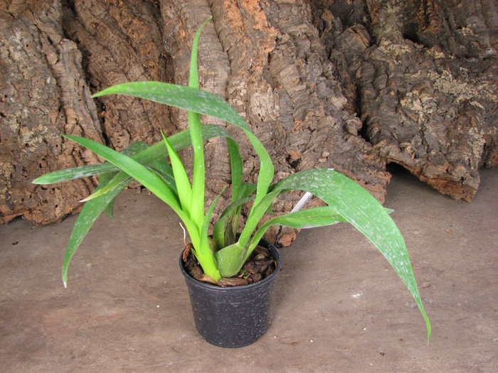 Odontoglossum Margarete Holm.jpg