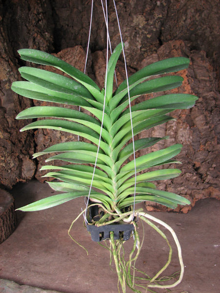 Vanda Pak Chong Blue.jpg