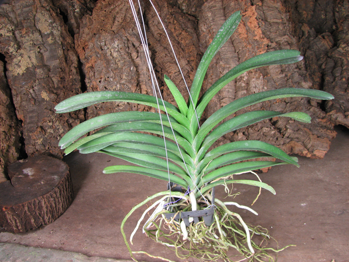 Vanda Patcharee Delight 'Red Spot'.jpg