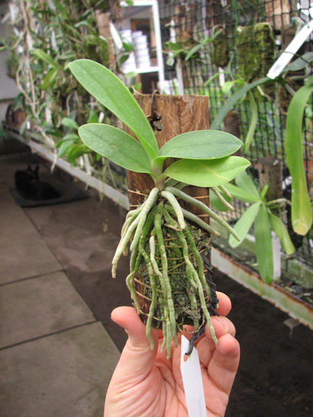 Doritis pulcherrima.jpg