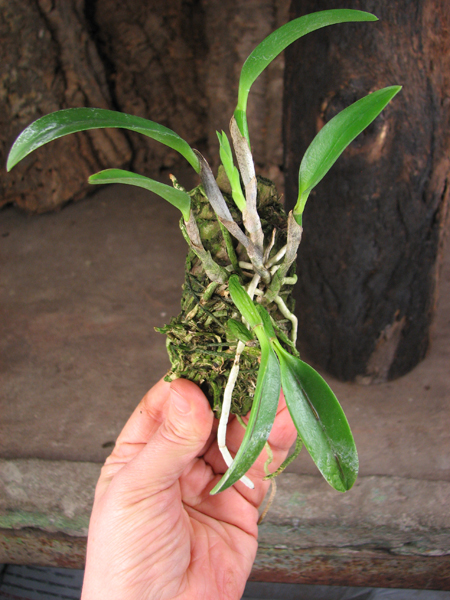 Laelia dayana tipo x self.jpg