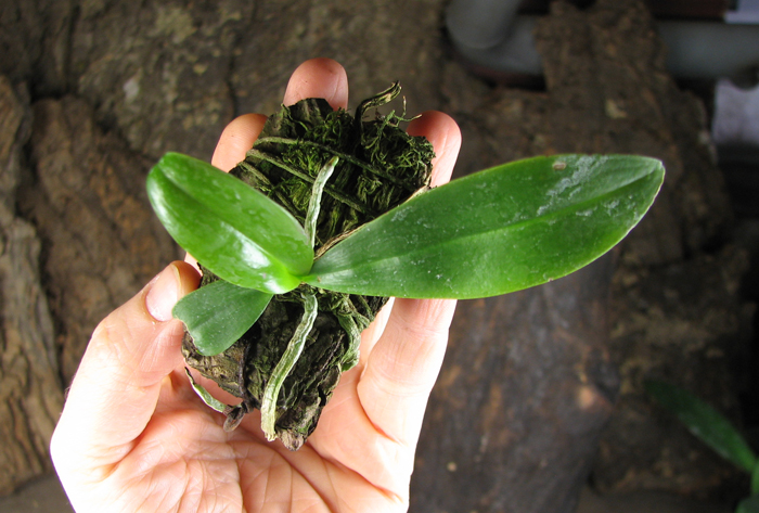 Phalaenopsis javanica.jpg