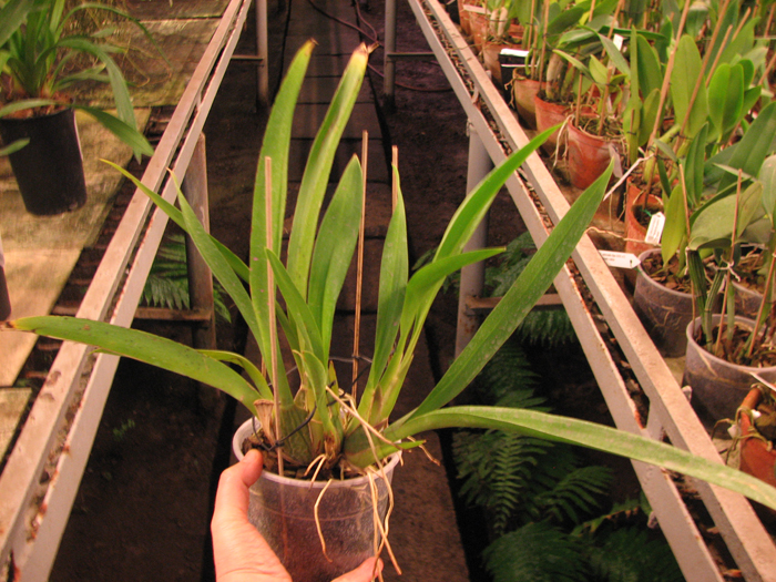 Zelglossoda Calico Gem 'Green Valley #1'.jpg