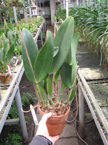 Cattleya White Diamond.jpg