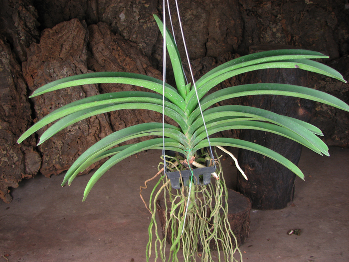 Vanda Kultana Ruby x Vanda Mimi Palmer.jpg