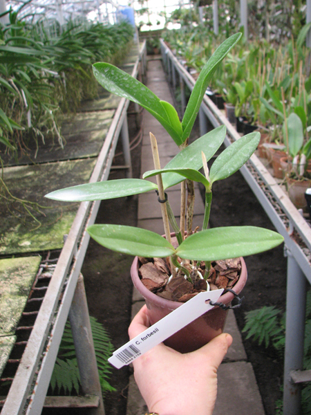 Cattleya forbesii.jpg