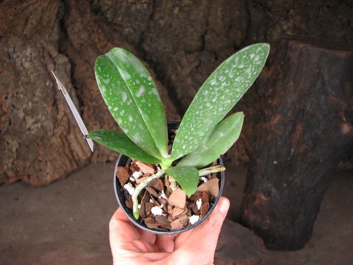 Phalaenopsis Orchid World.jpg