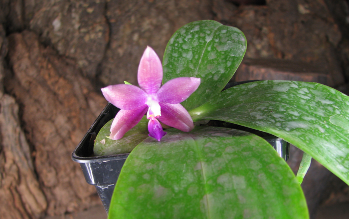 Phalaenopsis tetraspis 'C1' x Phalaenopsis KS Happy Eagle.jpg