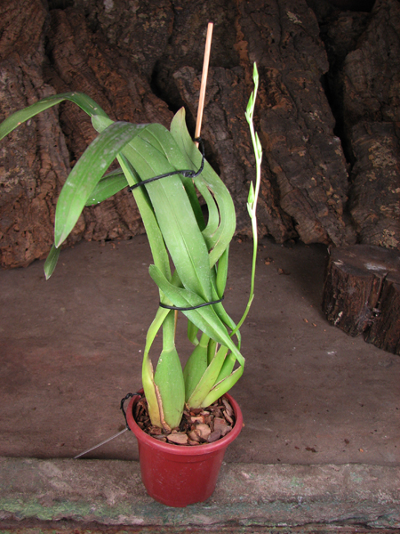 Odontonia Papageno 'Mi Amour'.jpg