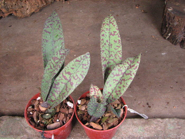 Psychopsis Mendenhall 'Hildos'.jpg
