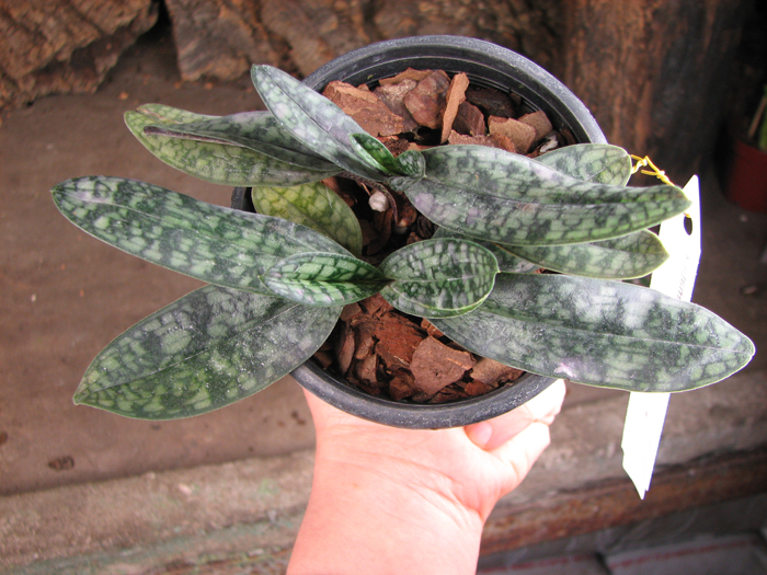 Paphiopedilum Ho Chi Minh (delenatii x vietnamense).jpg