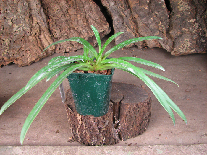 Paphiopedilum hirsutissimum var esquirolei.jpg