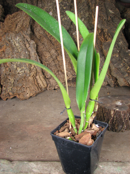Rhyncholaeliocattleya Blanche Aisaka 'Yuki' (Brassolaeliocattleya Meditation x Laeliocattleya Stephen Oliver Fouraker).jpg