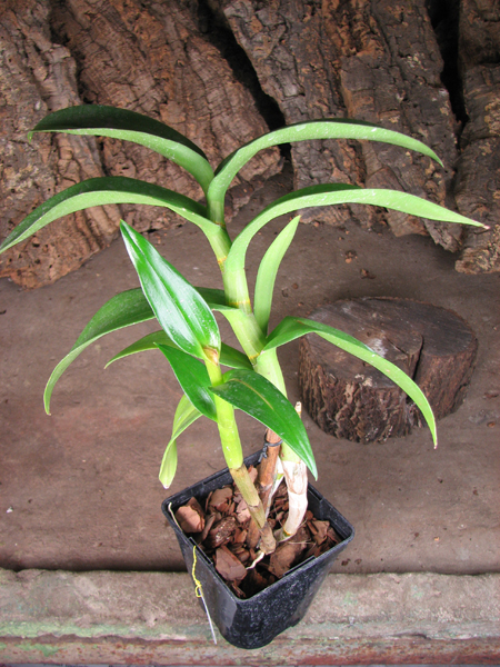Dendrobium Daeng.jpg