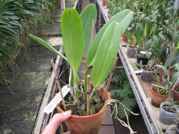 Cattleya gaskelliana coerulea (11-1) x Cattleya warneri coerulea 'Renata Dihel'.JPG