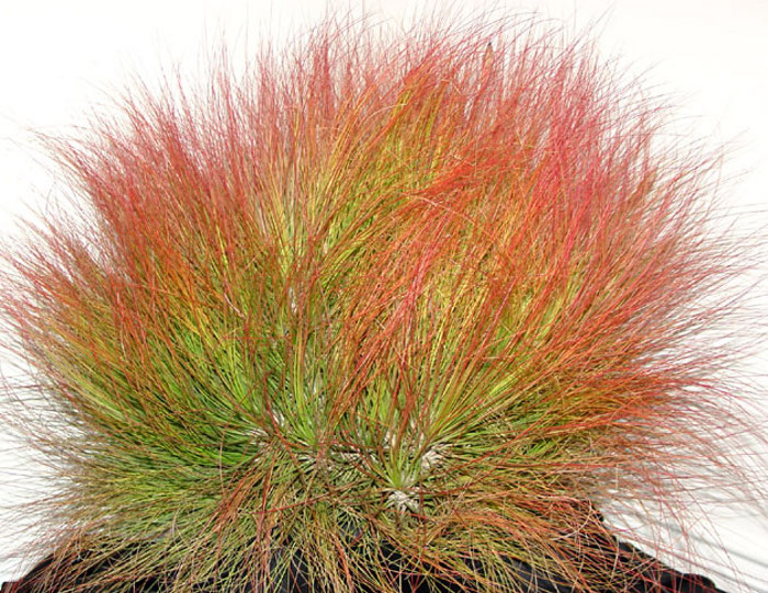 Tillandsia juncea red-green .jpg