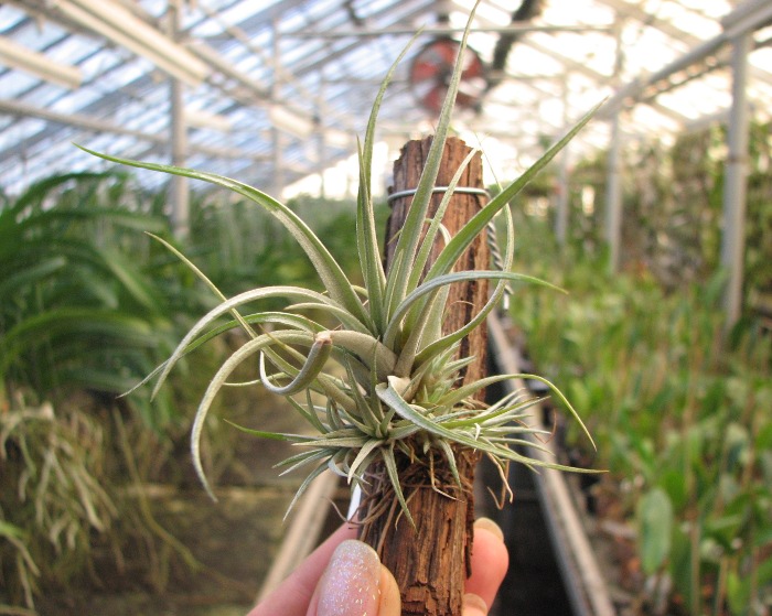 Tillandsia utriculata var. prengelii.JPG