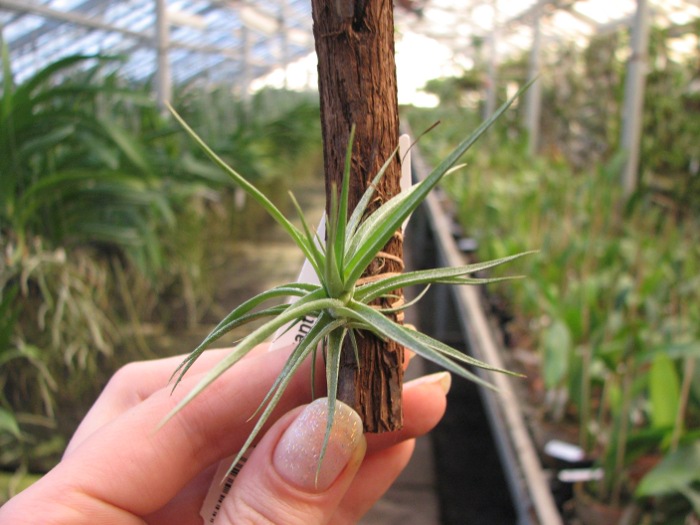 Tillandsia aeranthos x bergeri.JPG