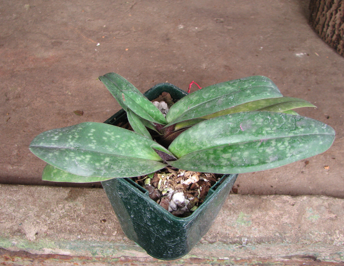 Paphiopedilum bellatulum.jpg