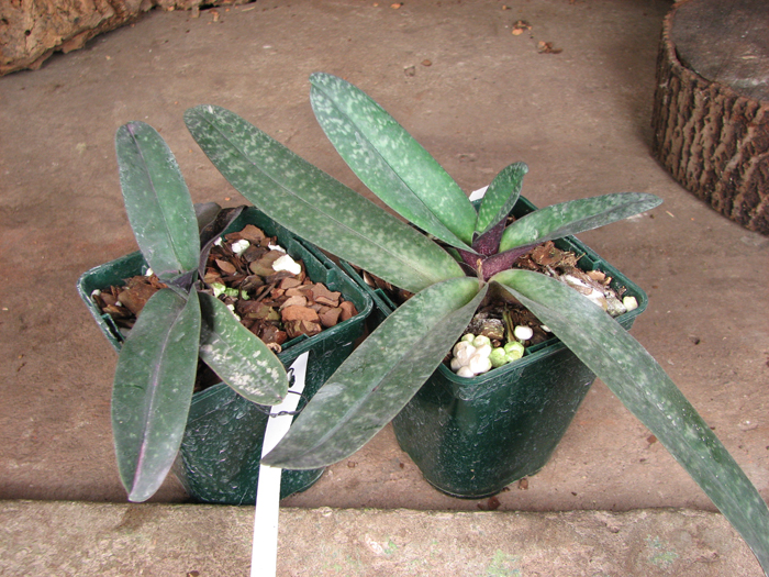 Paphiopedilum godefroyae.jpg