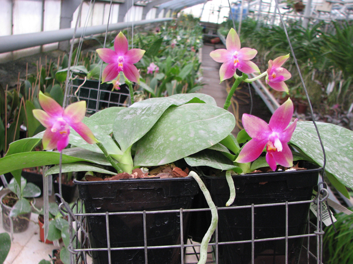 Phalaenopsis Jennifer Palermo x Phalaenopsis LD's Bear Queen.jpg