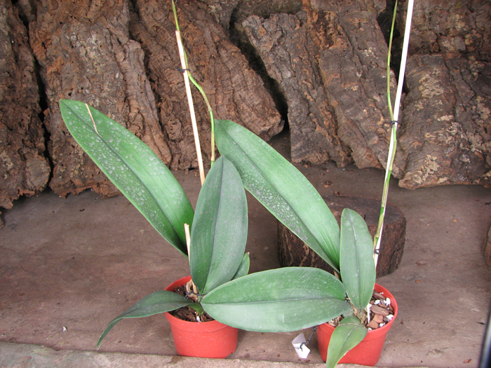 Psychopsis Mariposa 'Green Valley'.jpg