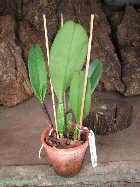 Laeliocattleya Bonanza Queen 'Panamint'.jpg