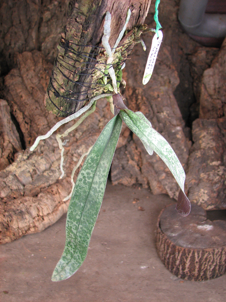 Phalaenopsis schilleriana.jpg