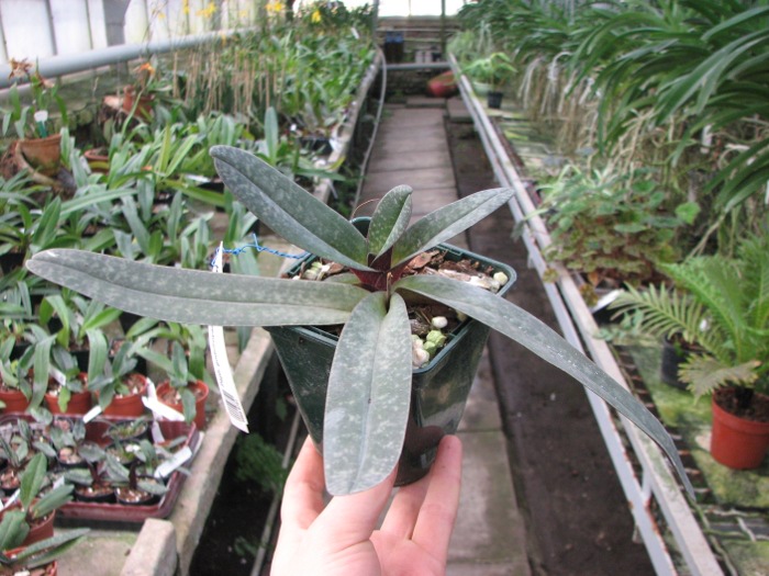Paphiopedilum godefroyae.JPG