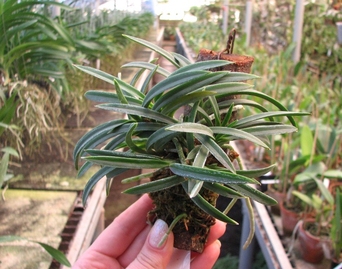 Neofinetia falcata.JPG