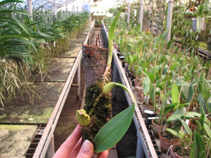 Bulbophyllum coweniorum.JPG