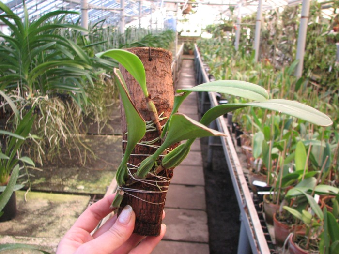 Bulbophyllum antenniferum.JPG