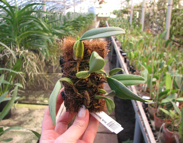 Bulbophyllum fascinator.JPG
