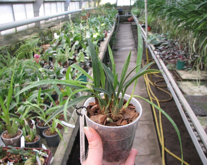 Maxillaria schunkeana.JPG