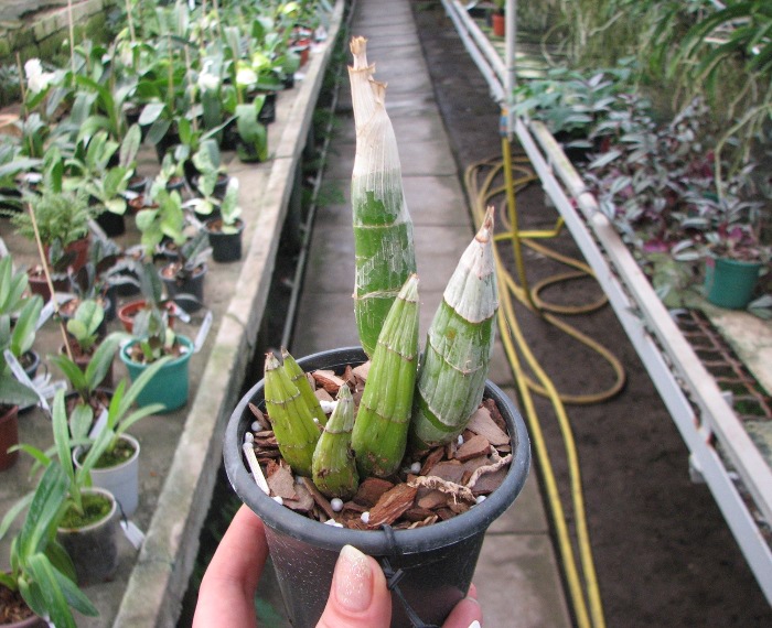 Catasetum tenebrosum.JPG