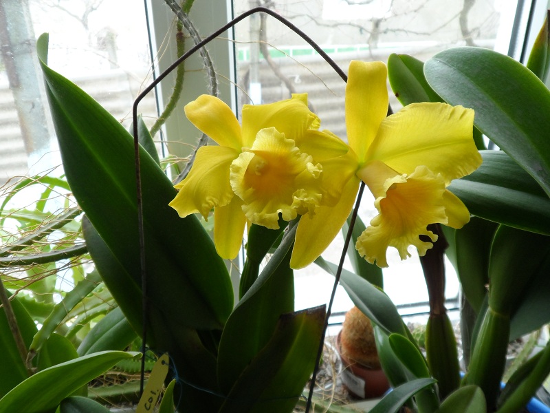 Potinara Haw Yuan Gold 'YC#2' (Pot. Lemon Tree x Blc. Tassie Barbero).