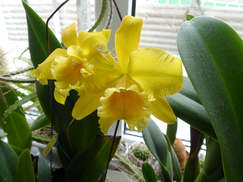 Potinara Haw Yuan Gold 'YC#2' (Pot. Lemon Tree x Blc. Tassie Barbero).