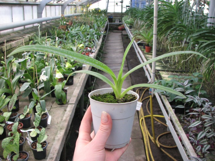 Phragmipedium Memory Dick Clements (besseae x sargentianum).JPG