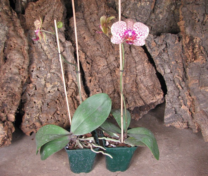 Doritaenopsis Changzhi Pearl.JPG