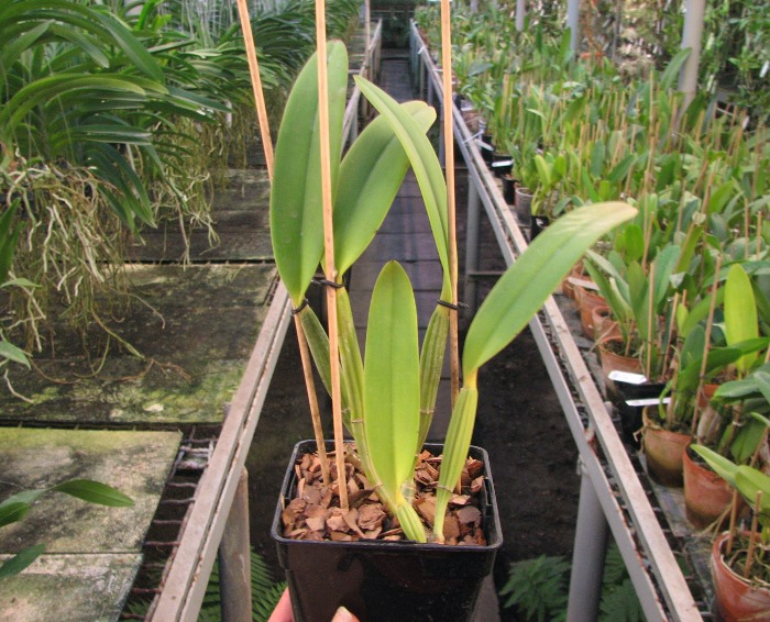 Cattleya lueddemanniana rubra 'Dark Giant' x self.JPG