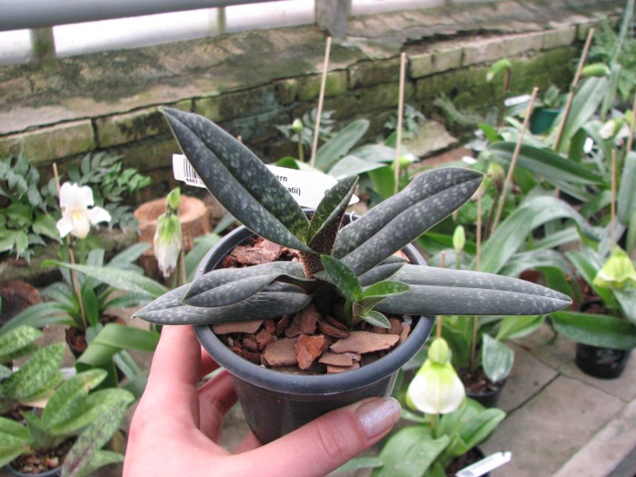 Paphiopedilum Magic Lantern (micranthum x delenatii).JPG
