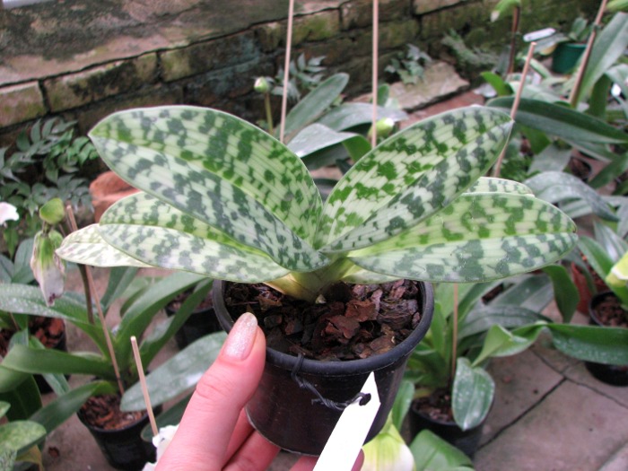 Paphiopedilum curtisii x Shin-Yi Heart.JPG