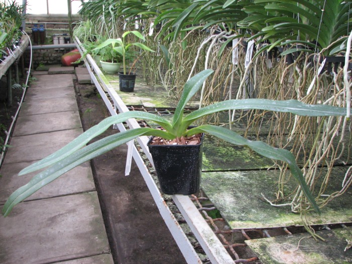 Paphiopedilum stonei 'In-Charm' x self.JPG