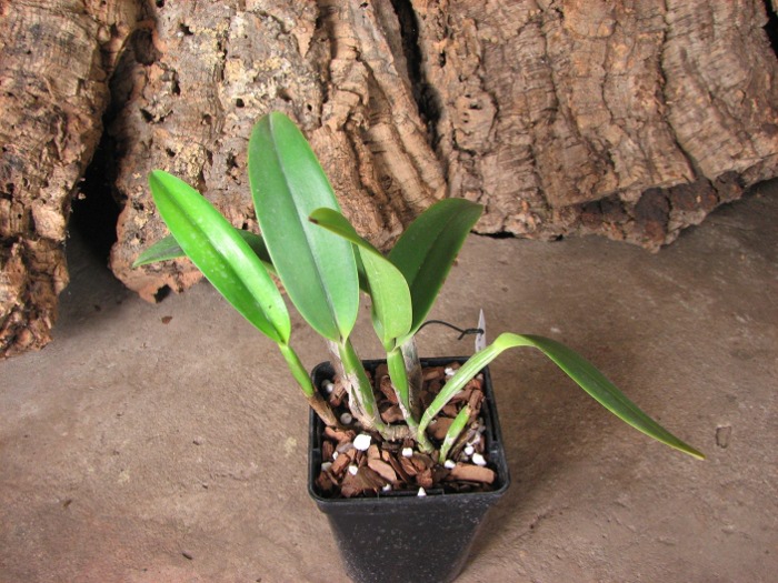 Potinara Luna Jaune 'Celebration' x Brassavola digbyana.JPG